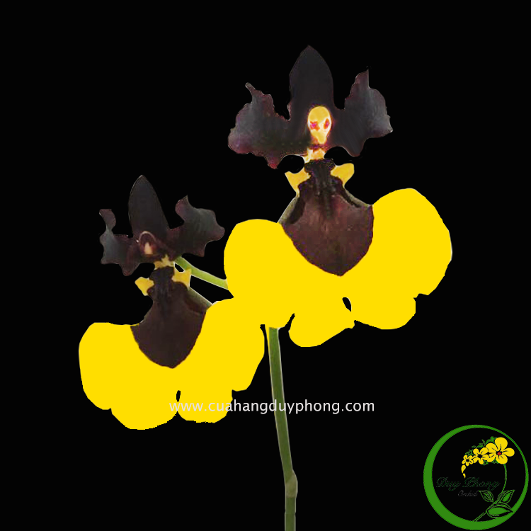 Hoa lan vũ nữ - phù thuỷ