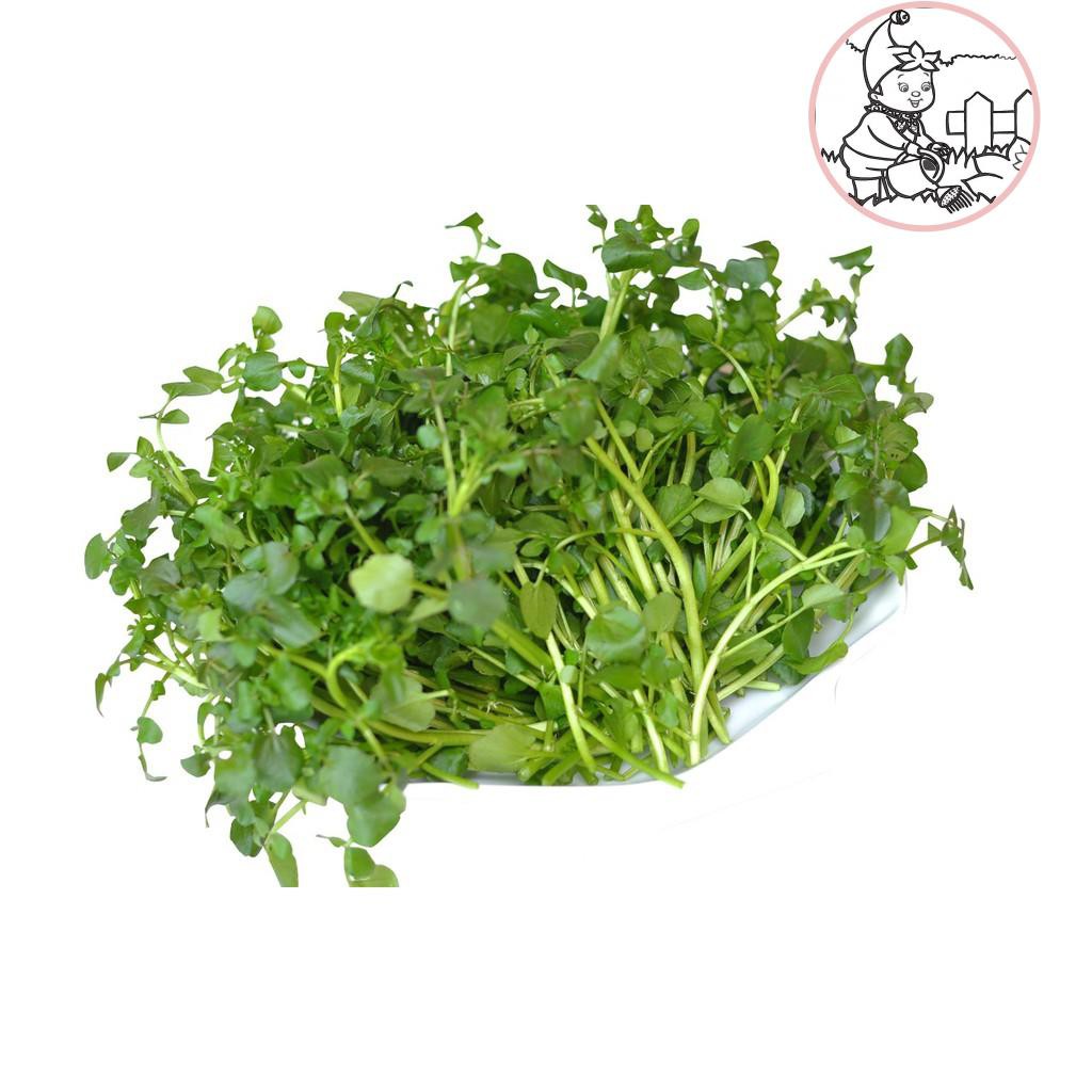Hạt xà lách xoong mỹ xà lách xoan - gói 0.5 gram