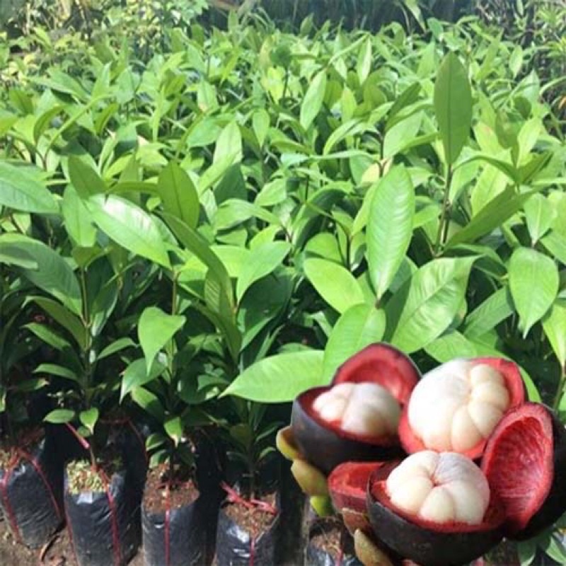 Cây măng cụt giống cây to giống tốt
