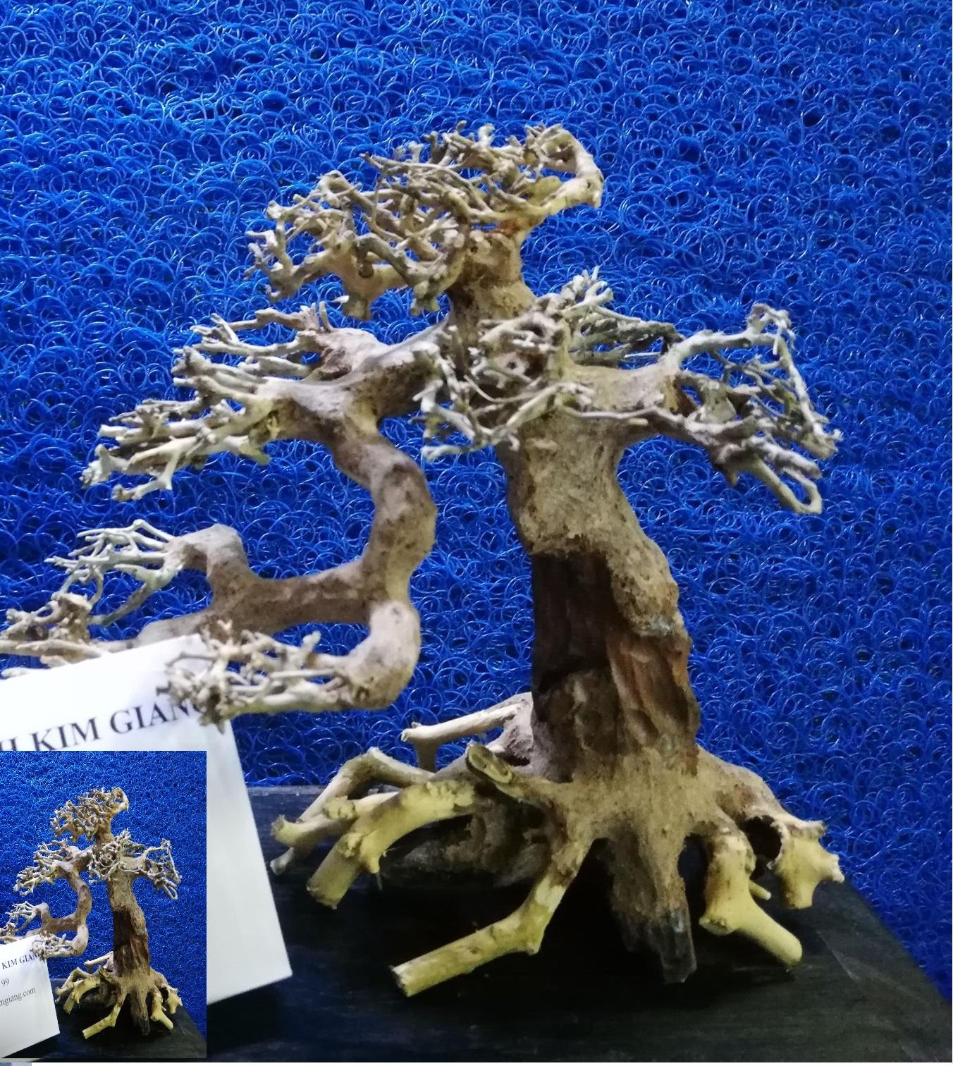 Lũa bonsai thủy sinh – Lũa cho hồ cá thủy sinh