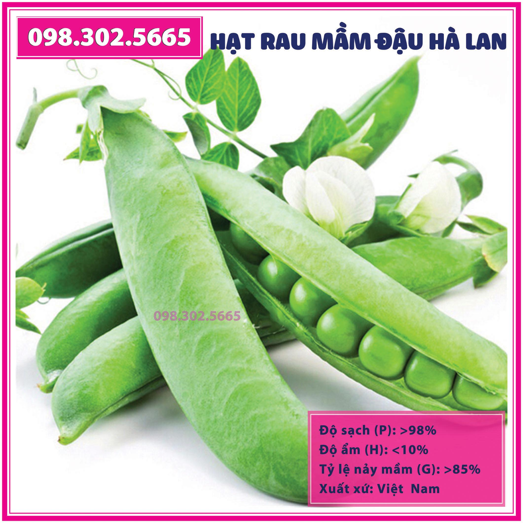 Bộ 2 gói Hạt rau mầm đậu hà lan - gói 90g - Trồng rau mầm sạch, rau mầm hữu cơ an toàn tại nhà