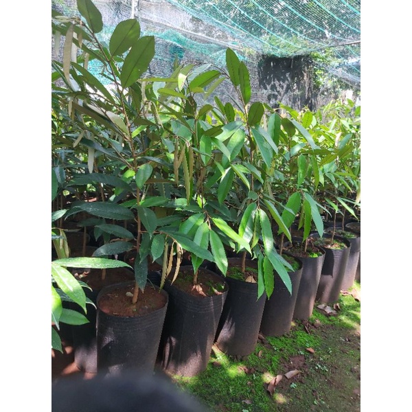 cây giống sầu riêng ruột đỏ siêu sớm (malaysia) (chuyên cây giống )