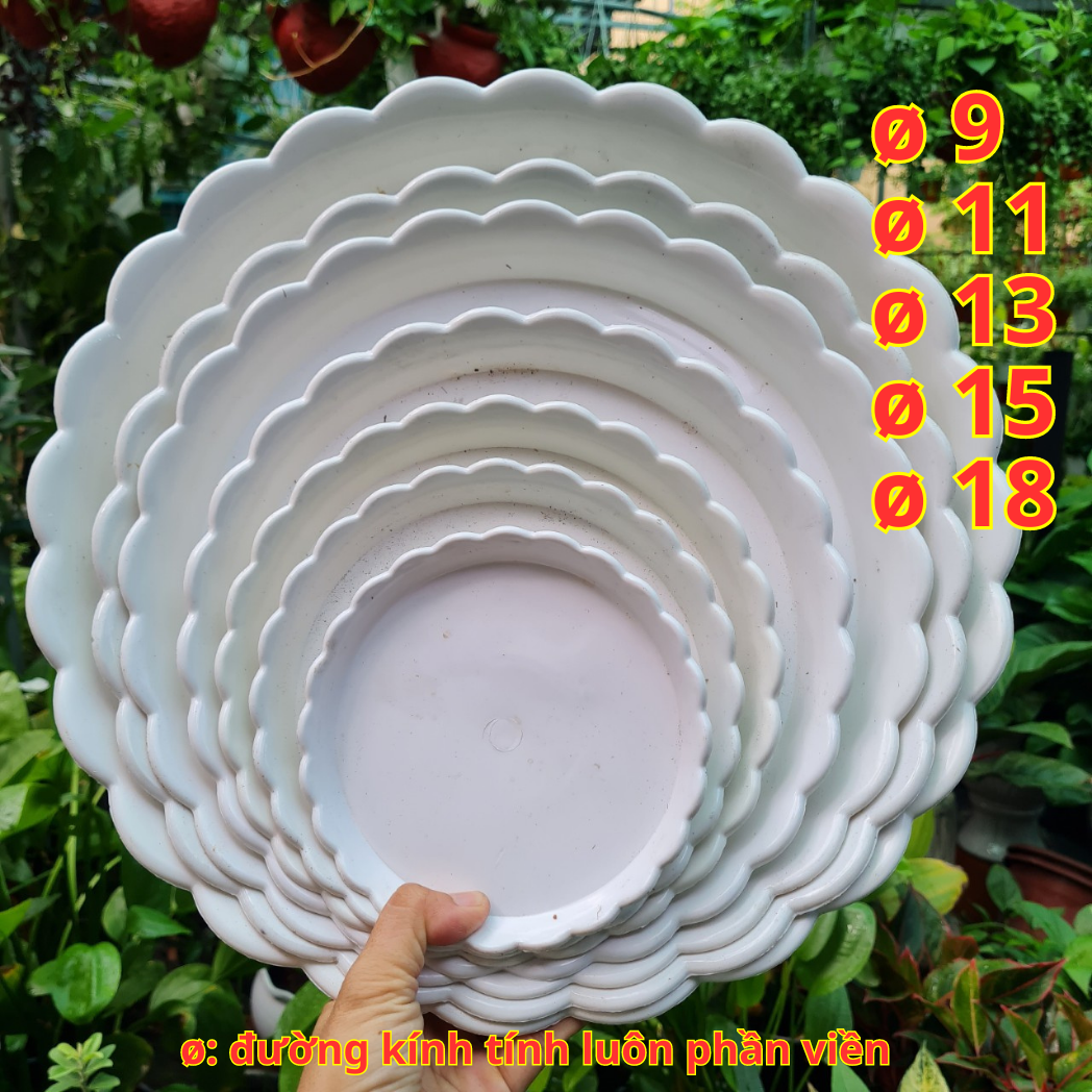 Đĩa nhựa lót chậu cây bèo trắng. Hatagarden