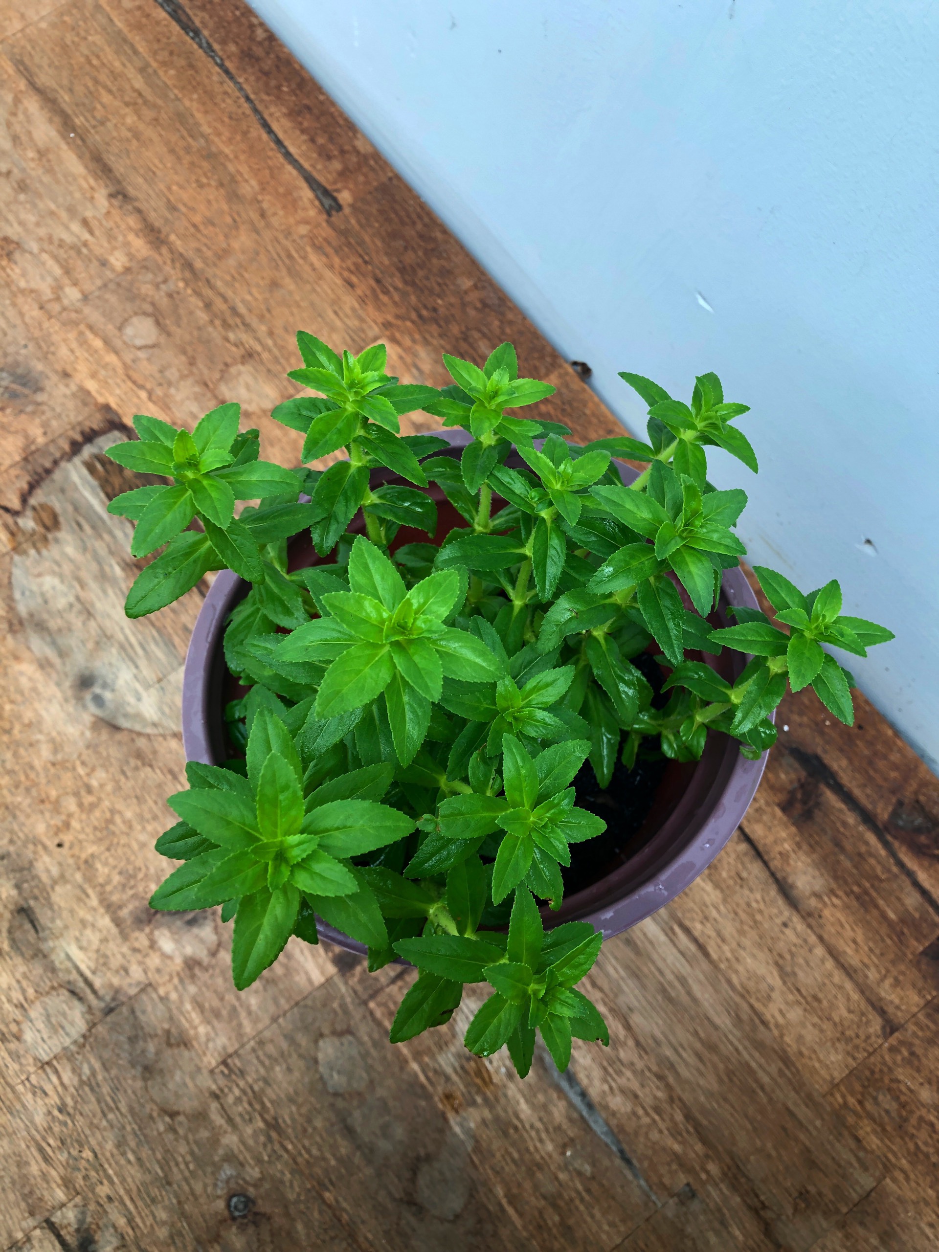 Cây Ngò Om, cây cao 20 - 30cm, chậu 18cm