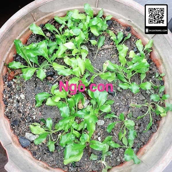 Hạt giống rau mùi tầu (ngò gai)