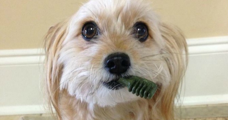 Bánh Thưởng Cho Cún Greenies Teenie Dental Dog Treats Tách Lẻ
