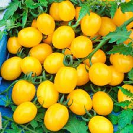 Hạt giống cà chua bi dây leo trái vàng(gói 20 hạt)