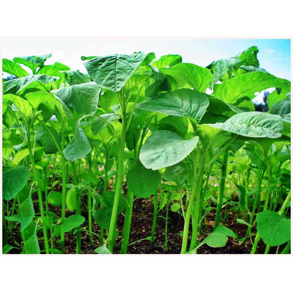 [HCM][Rau Củ Quả] - Gói 100g hạt giống rau dền Xanh - Nanuseeds