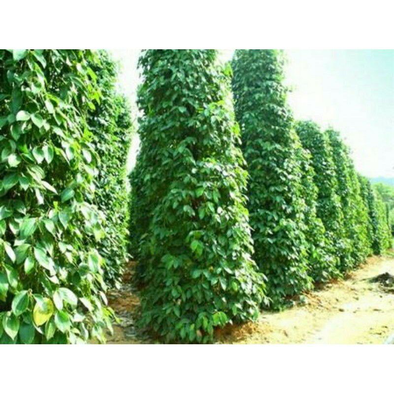 GIỐNG TIÊU SRYLANKA (cây giống có bảo hành )