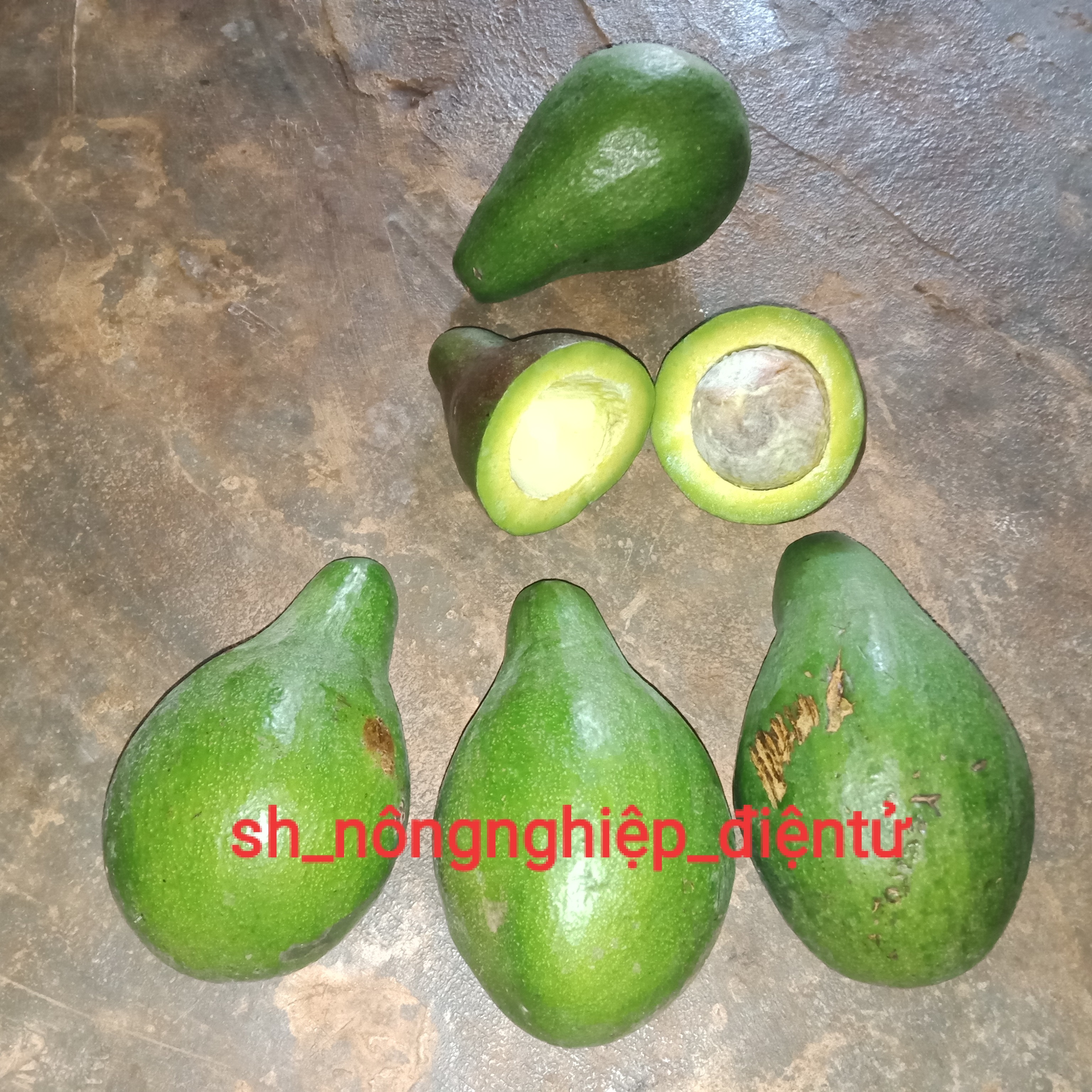 Bơ tươi ( bơ both loại 1kg ) daklak