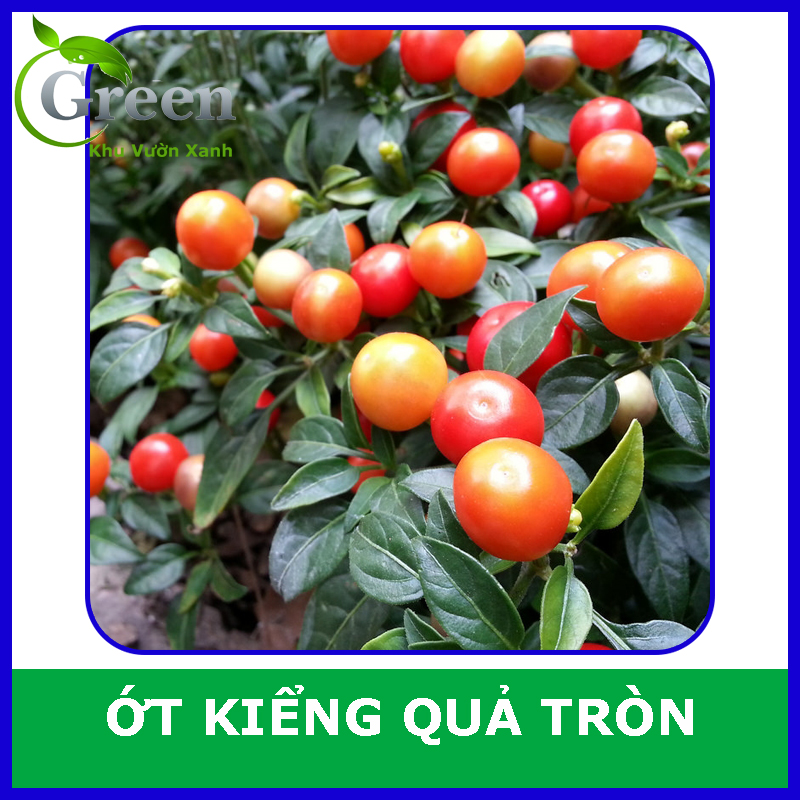 Hạt Giống Ớt Trái Tròn Cây Lùn (Gói 0.2 gam ~ 30 hạt) Trồng Chậu Làm Kiểng, Sai Trái