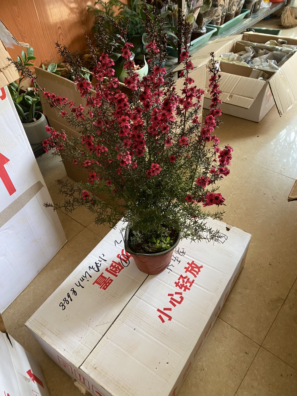 TÙNG TUYẾT MAI NHƯ ẢNH