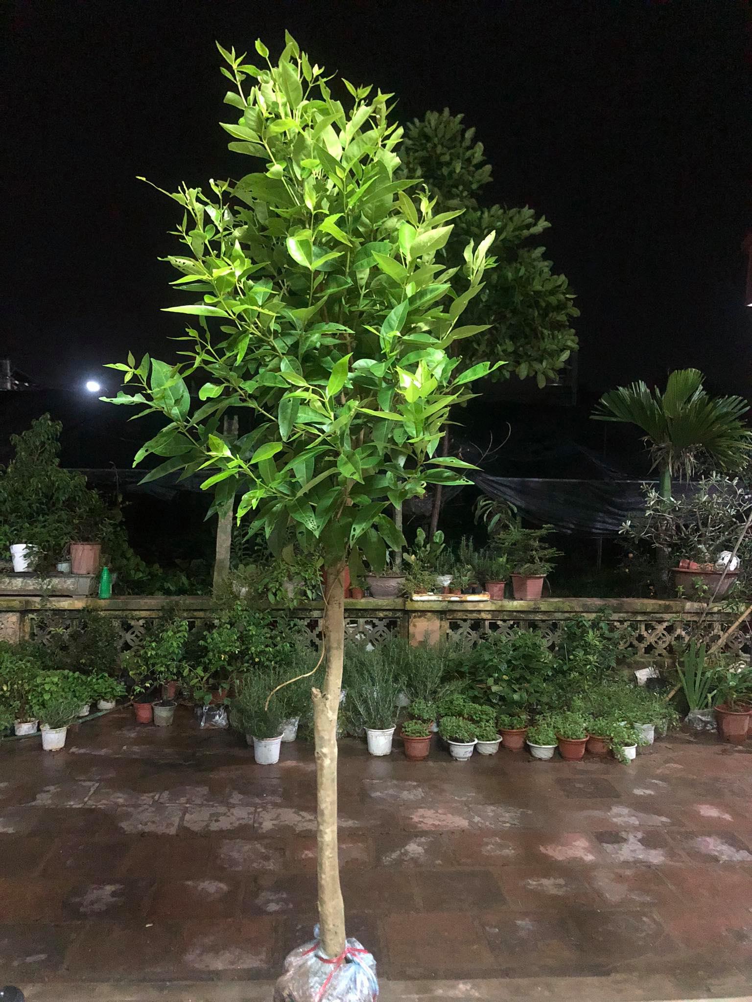 Cây vối nếp cao 1.2m (ảnh thật)
