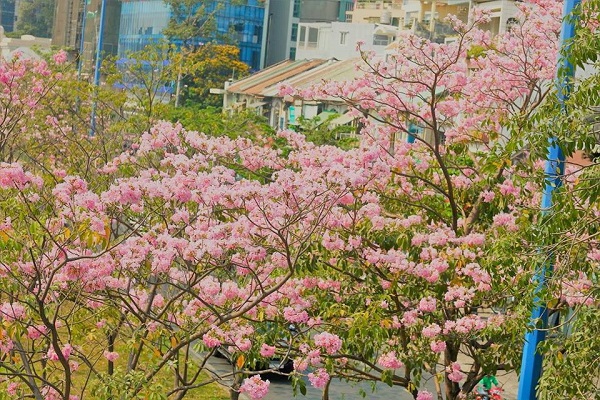 Hạt Giống Cây Hoa Kèn Hồng - Gói 10 hạt