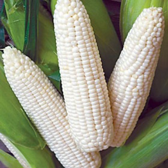 [GIAO HÀNG 2 GIỜ] Hạt giống bắp nếp nù 50gr