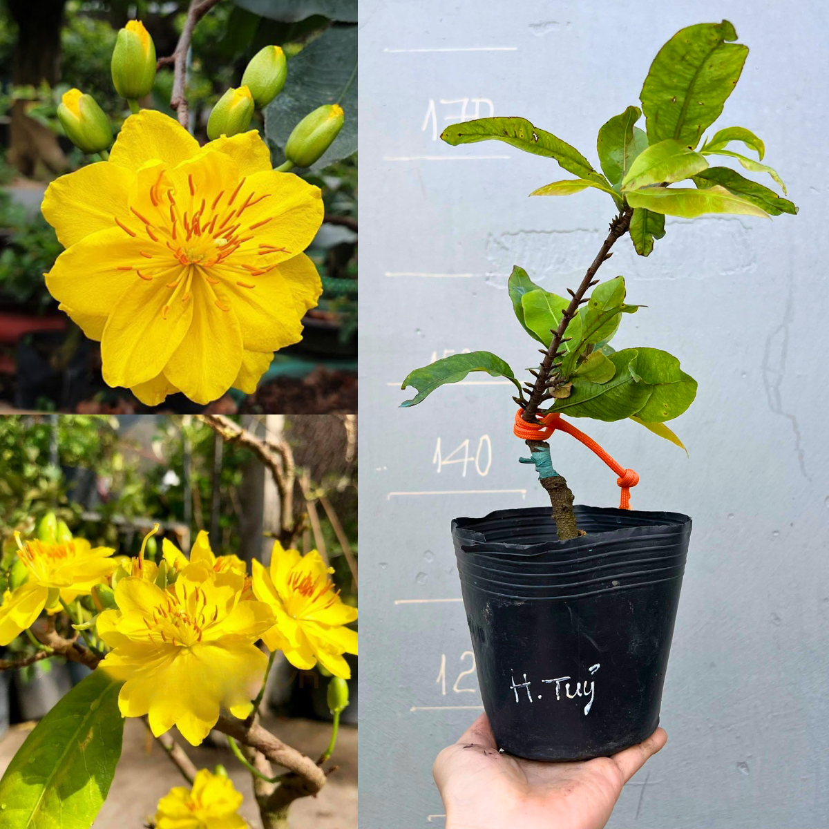 Cây giống Mai Huỳnh Tỷ