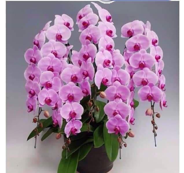Cây Lan Hồ Điệp khủng cốc 3.5 giống Đài Loan hoa to dài và cực bền  - Nữ hoàng của các loại hoa - giao cây đã cắt cành, to khoẻ như hình, hoa có màu ngẫu nhiên