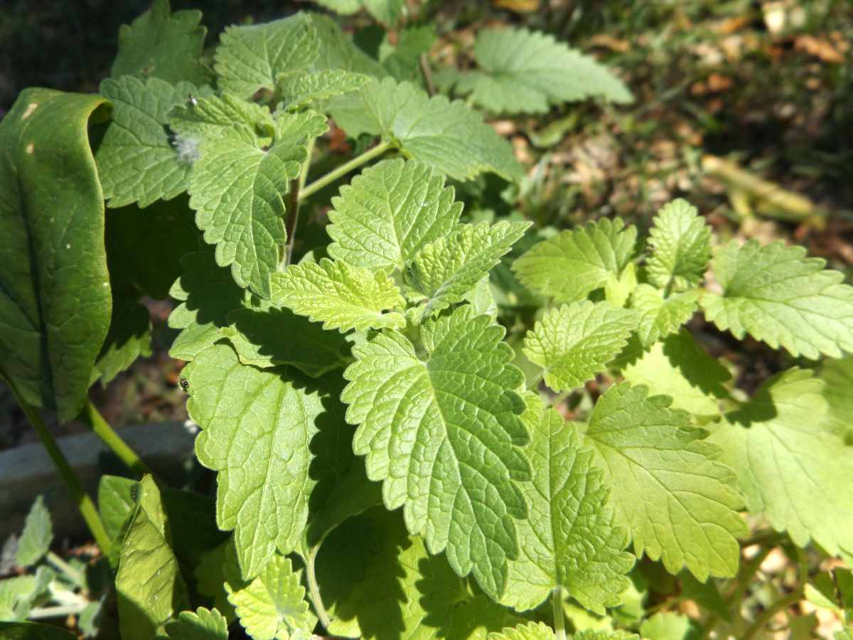 Hạt Giống Bạc Hà Mèo Catnip (Cỏ Mèo) (380.F1)