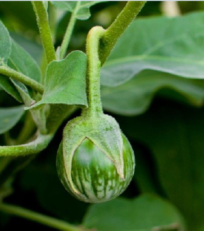 Frog Skin Tomato Seeds - 1 Pack of 0.5 Grams