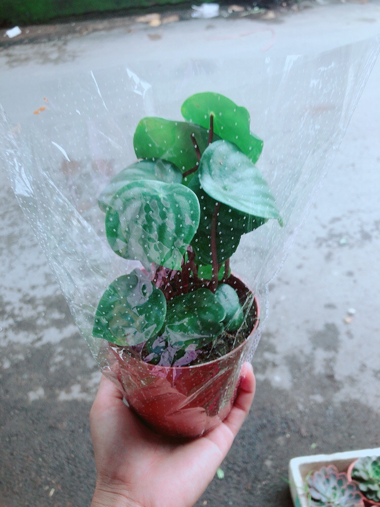 Cây Lá Dưa Hấu