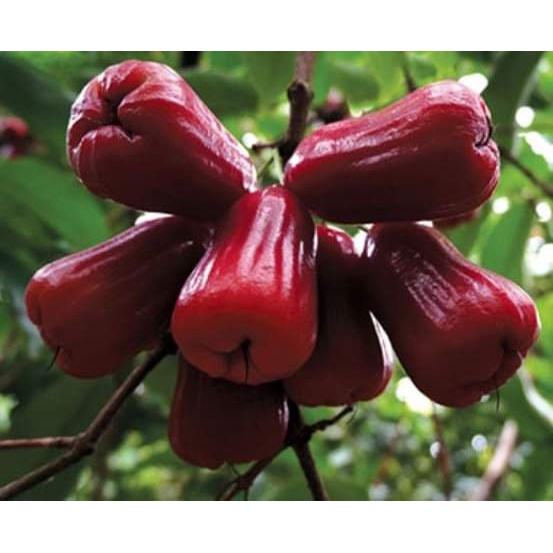 Cây giống roi đỏ