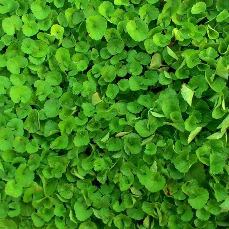 Hạt Giống Rau Má Lá Nhỏ Chọn Lọc (1 Gam)