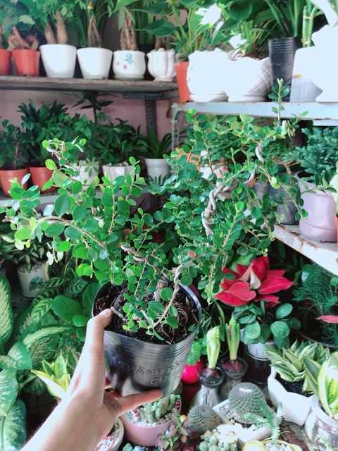 Cây Linh Sam Núi Sam Trái