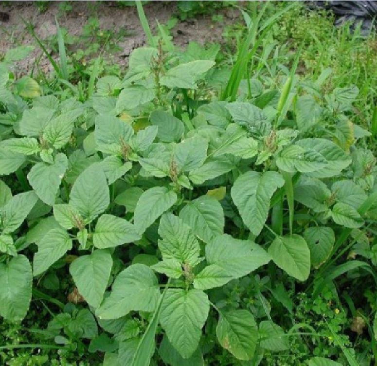 "Gói 10Gram Hạt " Hạt giống rau dền cơm ( dền dại)