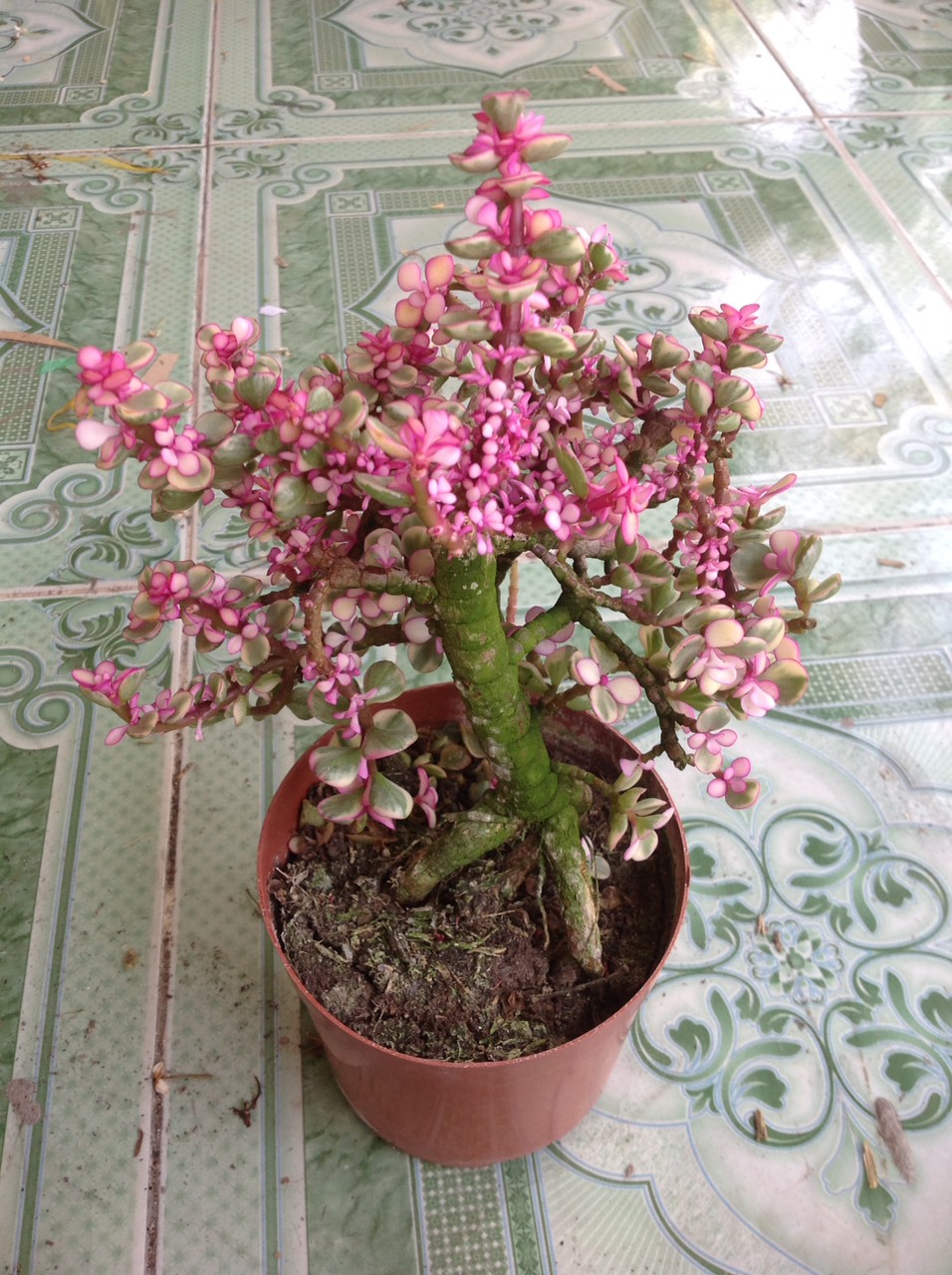 Cây Ngọc Bích (Đỏ) - Cây cảnh bonsai để bàn