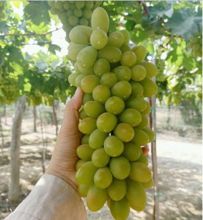 "Gói 10 "Hạt giống nho xanh leo gian [Seeds]