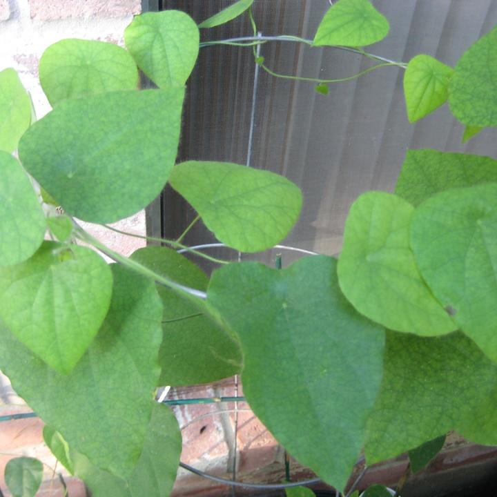 Hạt giống sương sâm