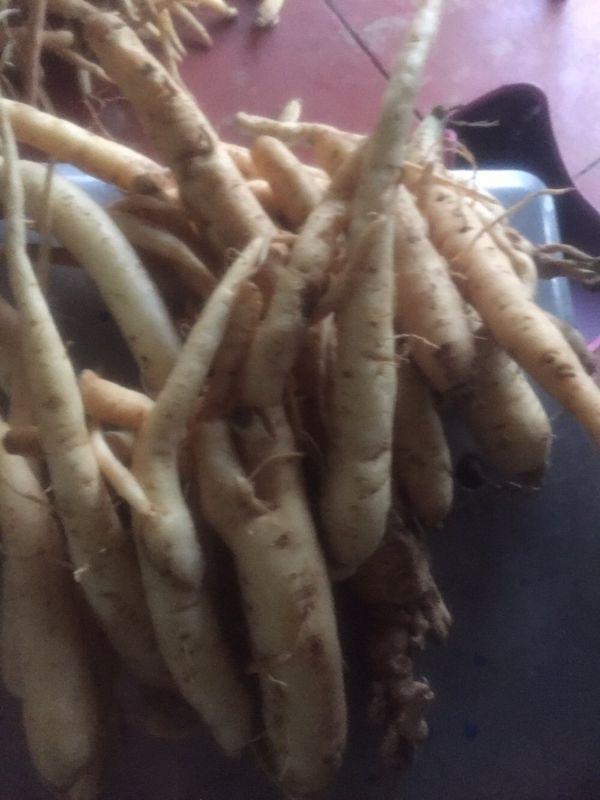 Đẳng Sâm Rừng 1kg