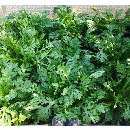 [Gói 20g] Hạt giống Rau Tần Ô (Cải cúc)