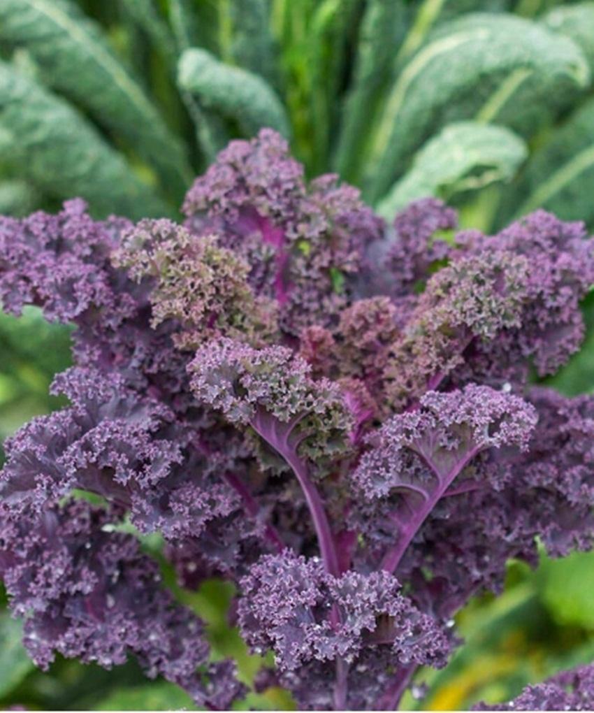 Hạt giống cải xoăn Kale