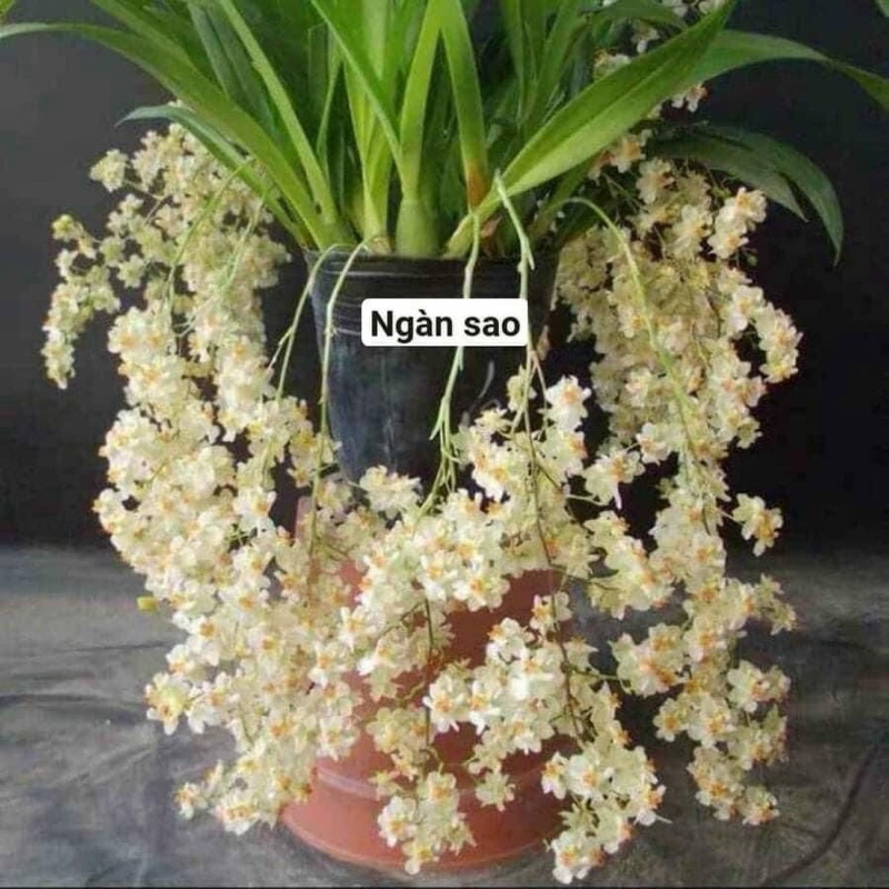 Hoa lan vũ nữ ngàn sao(1khóm 2-4thân y hình cuối)