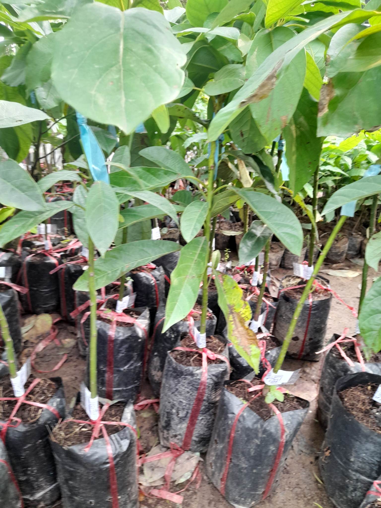Giống Bơ 034-Cây Ăn Trái+Tặng kèm phân bón