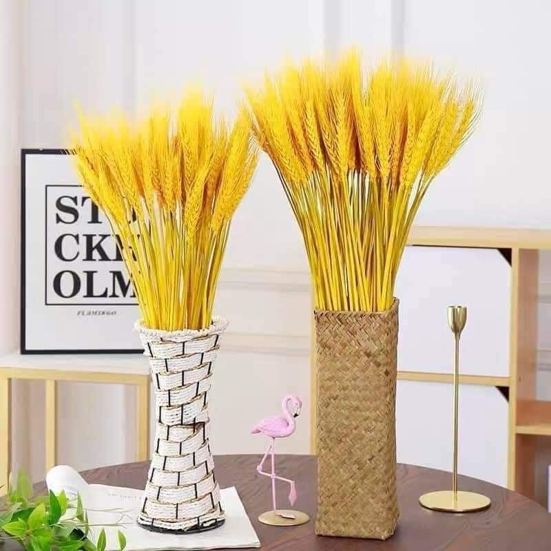 Bó 100 Bông Lúa Mạch Khô Decor Trang Trí Màu Vàng - Siêu Đẹp