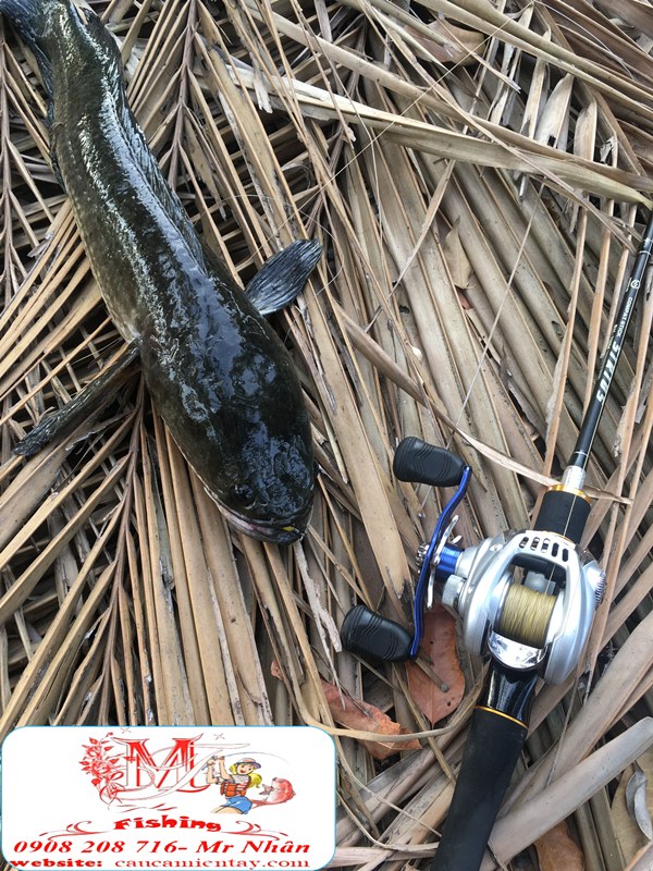 Nháy Hơi Câu Cá Lóc Tí Nị Frog