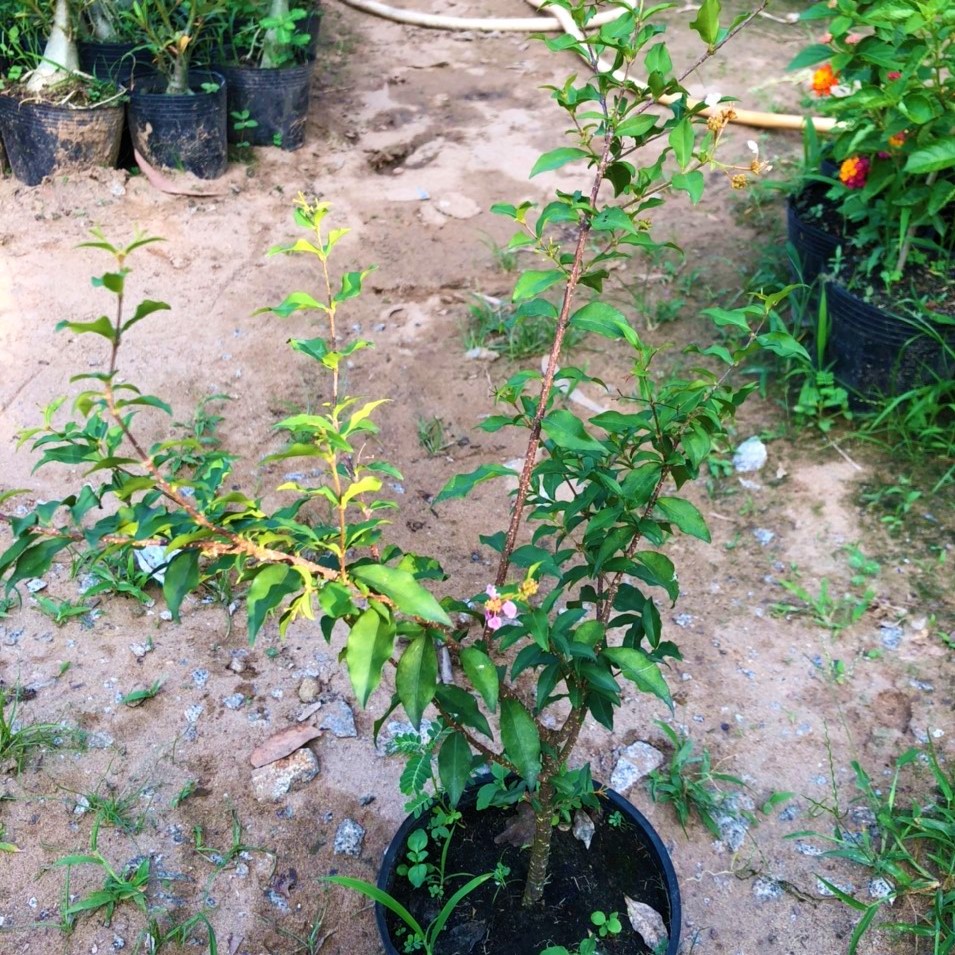 [Có sẵn] Cây Hồng Ngọc Mai, Cây Bonsai