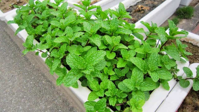 Hạt giống Cây Bạc Hà - Bạc Hà Cay Peppermint (Gói 100 Hạt) - Nông Sản Vàng