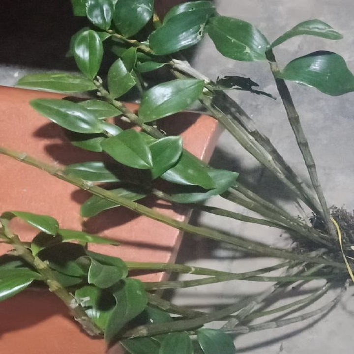 Hoa lan kiều tím- kiều thuỷ tiên(hàng bóc rừng)