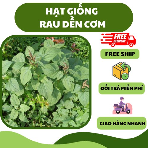 Hạt giống rau dền cơm - nhiều dinh dưỡng vitamin, dễ trồng, năng suất cao