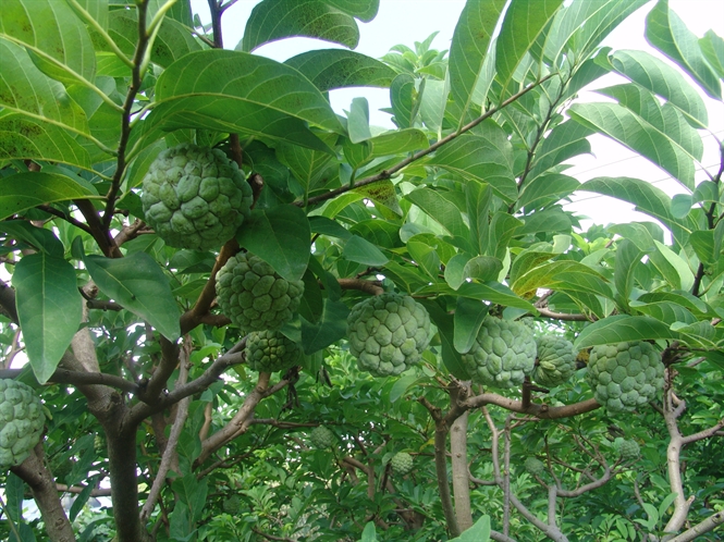 Cây giống na thái lan cây ghép