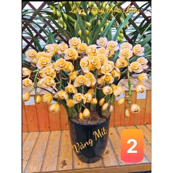 Địa lan santo hoa Tết