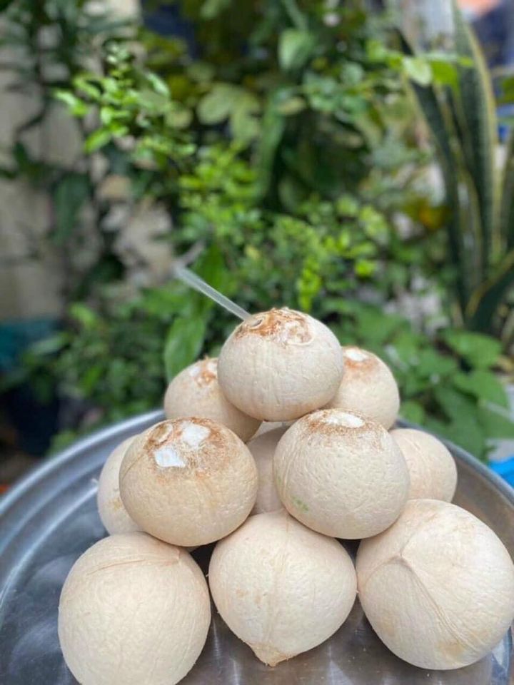 Dừa xiêm trọc Bến Tre