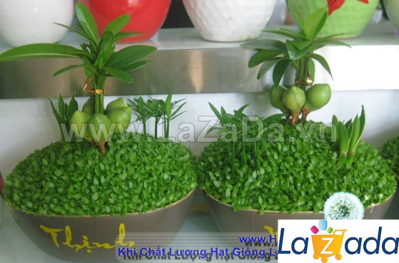 400h Hạt Giống Cỏ May Mắn (TLA0| B30-KD: B30*V45*M170)