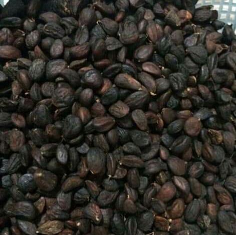 50 HẠT DỔI TÂY BẮC