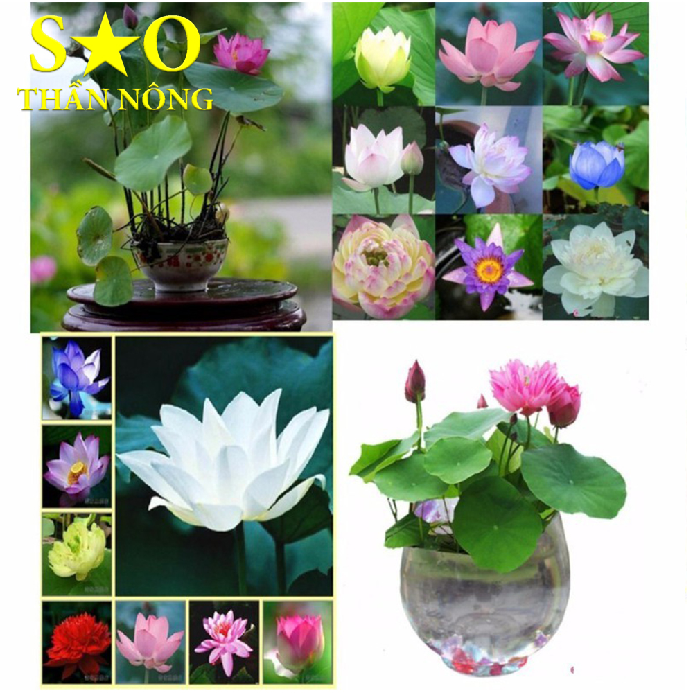 Hạt giống Sen Nhật mini - 5 hạt, nhiều màu