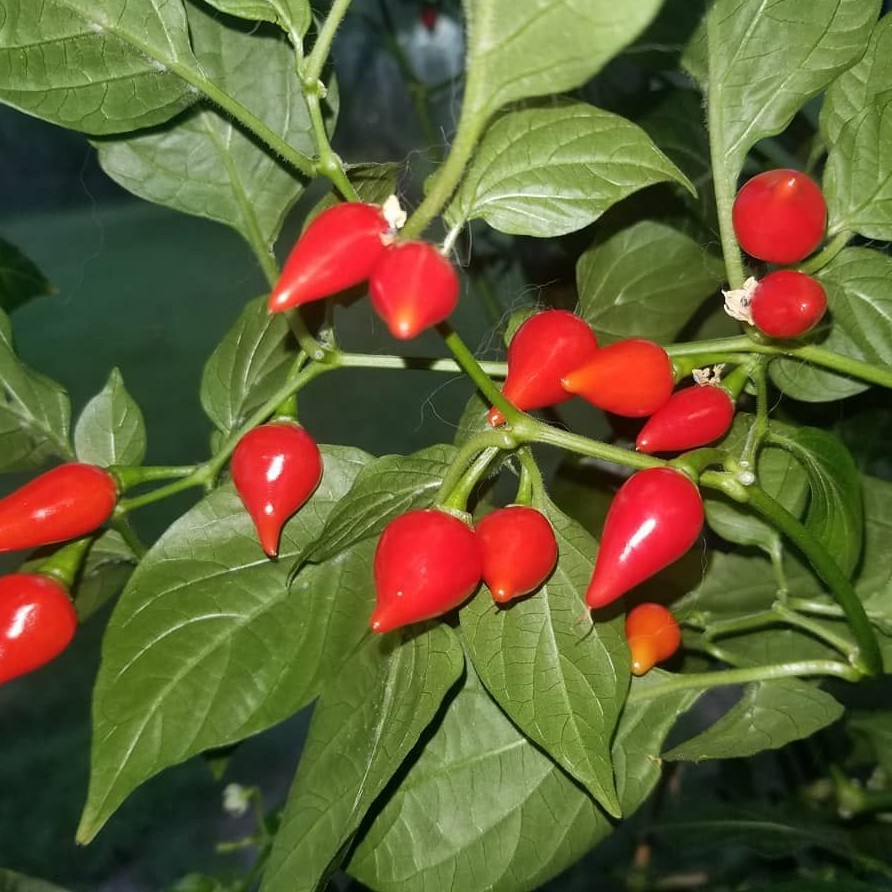Hạt giống Ớt Mỏ Chim (Ớt Anh Đào) Đỏ - Vàng