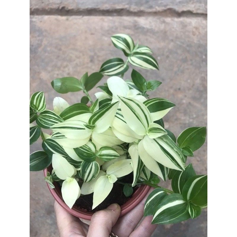 Bộ sưu tập thài lài
